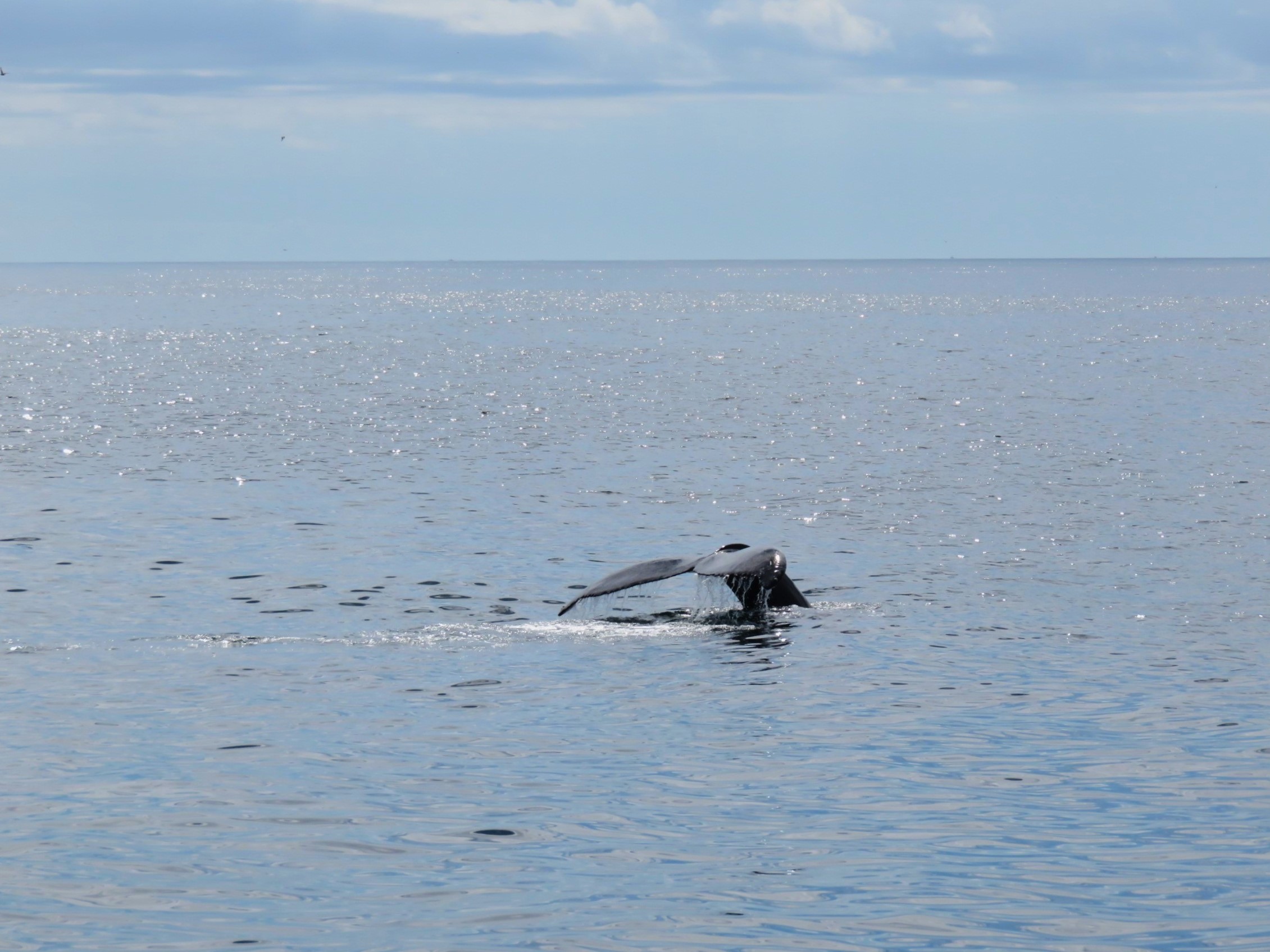 Whale tail emerging from ocean water in Cape Cod Bay. Provincetown whale watch